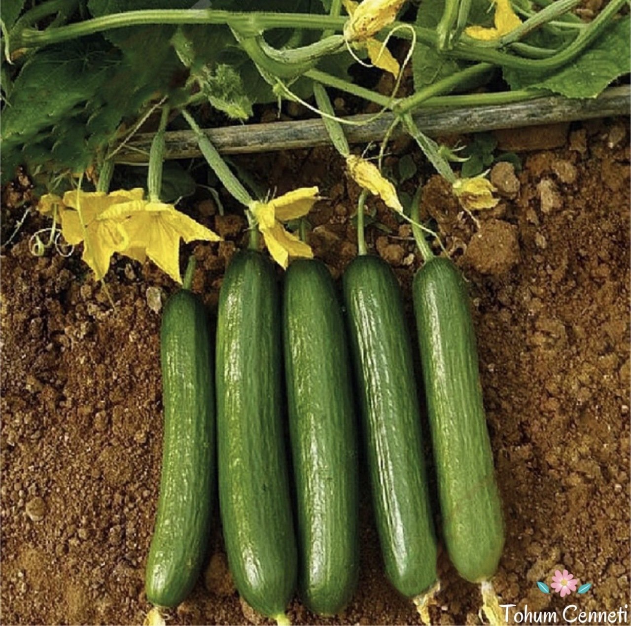 Çengelköy Salatalık Tohumu (50 Tohum)