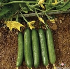 Çengelköy Salatalık Tohumu (50 Tohum)