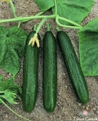 Çengelköy Salatalık Tohumu (50 Tohum)