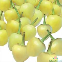 Sarı Misket Biber Tohumu (50 Tohum)