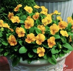 Sarı Hercai Menekşe Tohumu (30 Tohum)