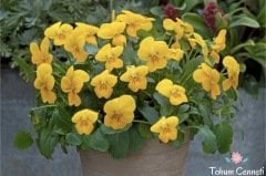 Sarı Hercai Menekşe Tohumu (30 Tohum)