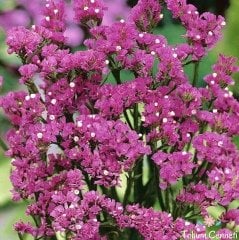 Pembe Renkli Deniz Lavantası Tohumu (20 Tohum)