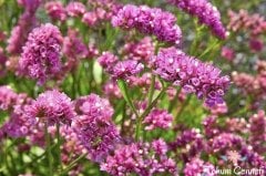 Pembe Renkli Deniz Lavantası Tohumu (20 Tohum)