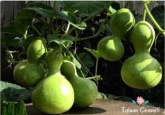 Kuş Yuvası Su Kabağı Tohumu (5 Tohum)