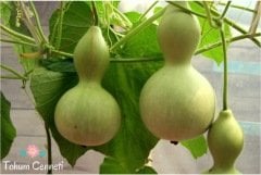 Kuş Yuvası Su Kabağı Tohumu (5 Tohum)