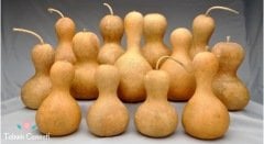 Kuş Yuvası Su Kabağı Tohumu (5 Tohum)