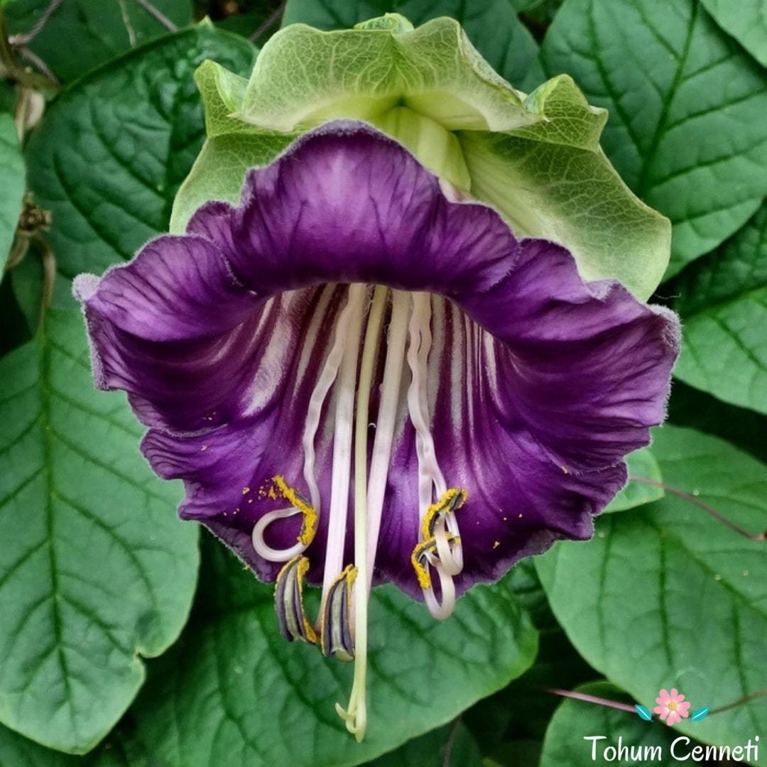 Katedral Çanı Sarmaşığı Tohumu (3 Tohum)