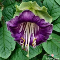 Katedral Çanı Sarmaşığı Tohumu (3 Tohum)