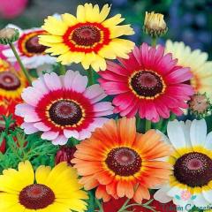 Üç Renkli Papatya Tohumu (20 Tohum)