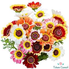 Üç Renkli Papatya Tohumu (20 Tohum)