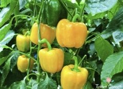 Sarı Renkli Tatlı Dolmalık Biber Tohumu (50 Tohum)