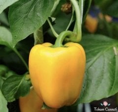 Sarı Renkli Tatlı Dolmalık Biber Tohumu (50 Tohum)