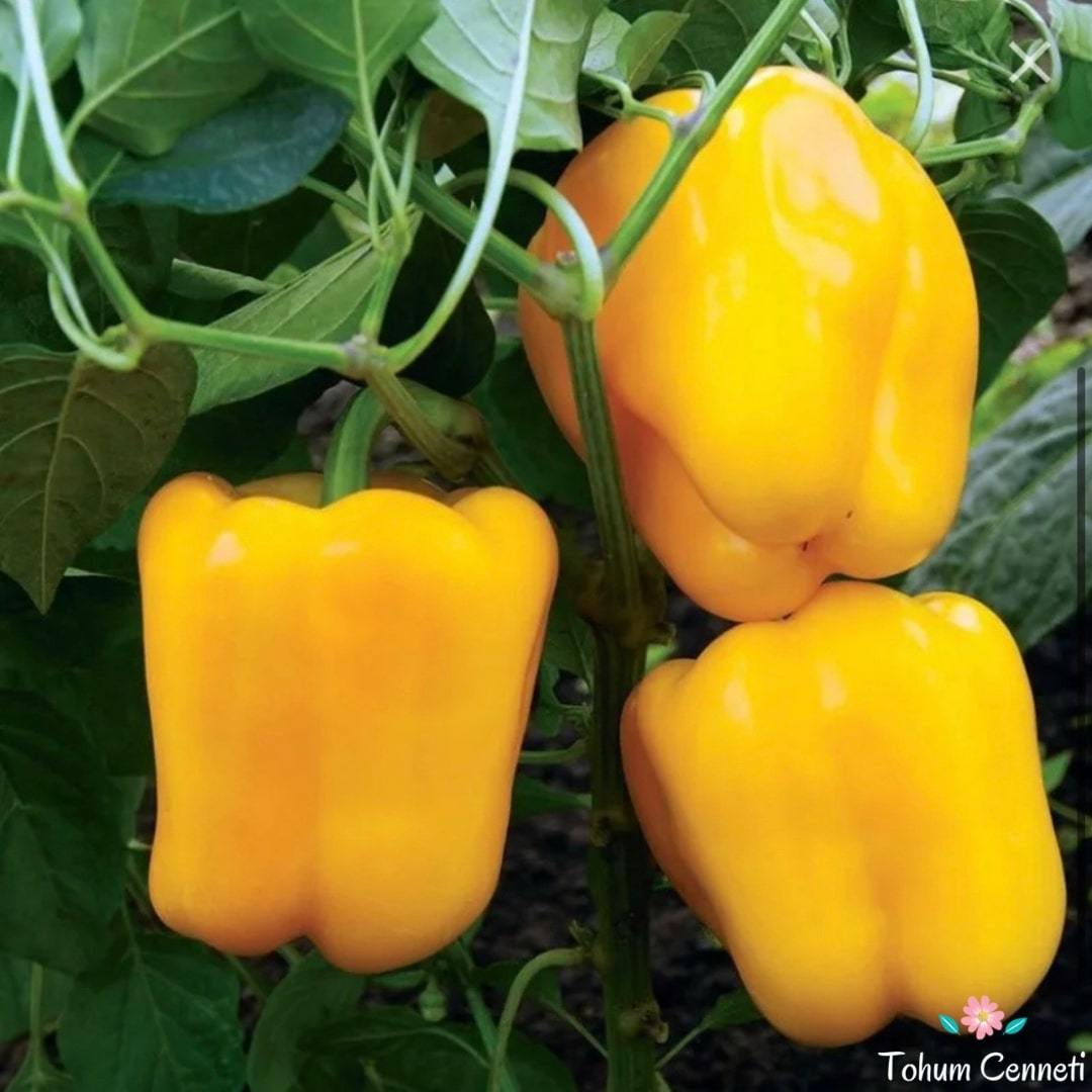 Sarı Renkli Tatlı Dolmalık Biber Tohumu (50 Tohum)