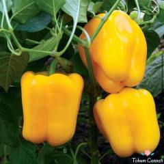 Sarı Renkli Tatlı Dolmalık Biber Tohumu (50 Tohum)