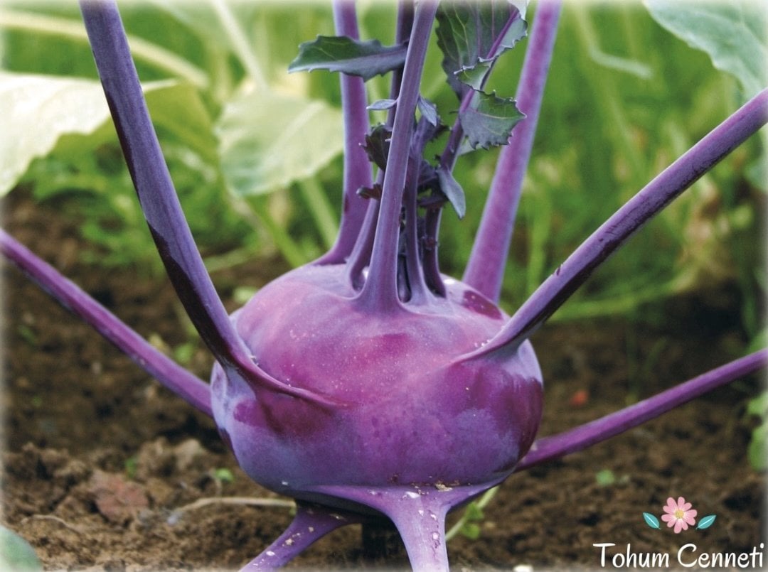 Doğal Mor Kohlrabi Alabaş Tohumu (50 Tohum)