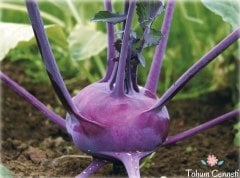 Doğal Mor Kohlrabi Alabaş Tohumu (50 Tohum)