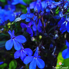 Mavi Renkli Lobelya Çiçeği Tohumu (500 Tohum)
