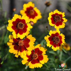 Bodur Kız Gözü Çiçeği Tohumu (150 Tohum)