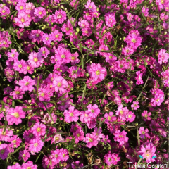 Pembe Bahar Yıldızı Tohumu (200 Tohum)