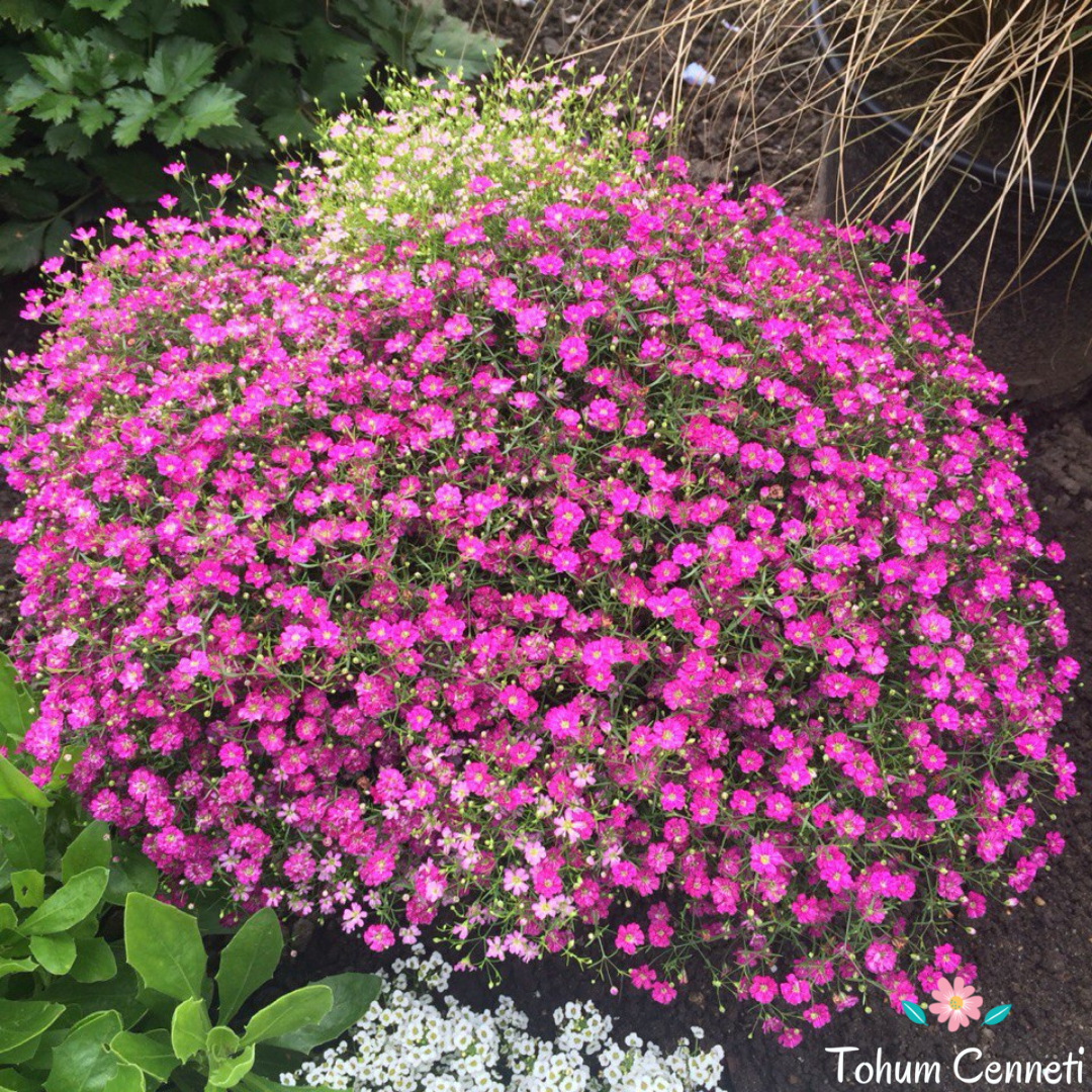 Pembe Bahar Yıldızı Tohumu (200 Tohum)