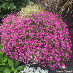 Pembe Bahar Yıldızı Tohumu (200 Tohum)