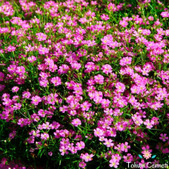 Pembe Bahar Yıldızı Tohumu (200 Tohum)