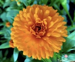 Katmerli Aynısafa Çiçeği Tohumu (20 Tohum)