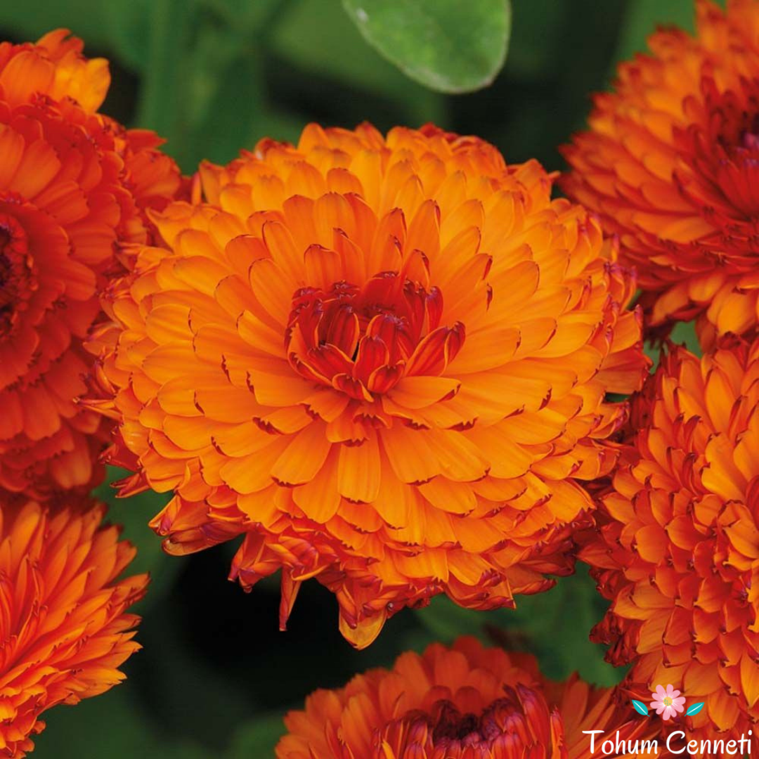 Katmerli Aynısafa Çiçeği Tohumu (20 Tohum)