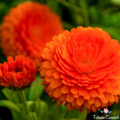 Katmerli Aynısafa Çiçeği Tohumu (20 Tohum)