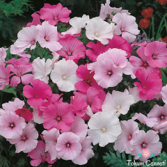 Pamuk Çiçeği Tohumu (30 Tohum)