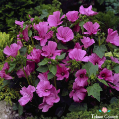 Pamuk Çiçeği Tohumu (30 Tohum)