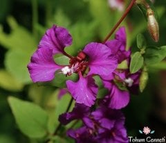 Karışık Renkli Klark Çiçeği (100 Tohum)