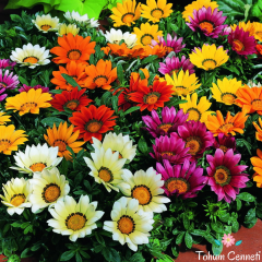 Karışık Renkli Meramlı Kız Çiçeği Tohumu (10 Tohum)