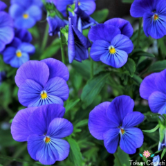 Mavi Hercai Menekşe Tohumu (50 Tohum)