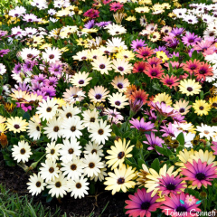 Karışık Renkli Bodrum Papatyası Tohumu (10 Tohum)