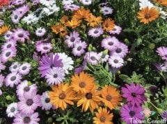 Karışık Renkli Bodrum Papatyası Tohumu (10 Tohum)