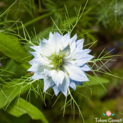 Beyaz Renkli Çörek Otu Çiçeği Tohumu (50 Tohum)