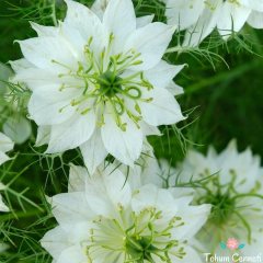 Beyaz Renkli Çörek Otu Çiçeği Tohumu (50 Tohum)