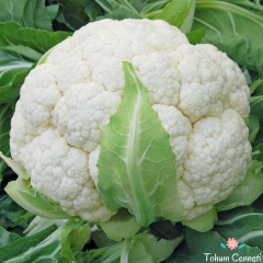 Geleneksel Karnabahar Tohumu (50 Tohum)