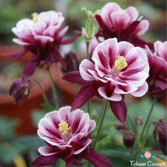 Karışık Renkli Katmerli Haseki Küpesi Tohumu (20 Tohum)