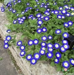 Bodur Gündüz Sefası Tohumu (20 Tohum)