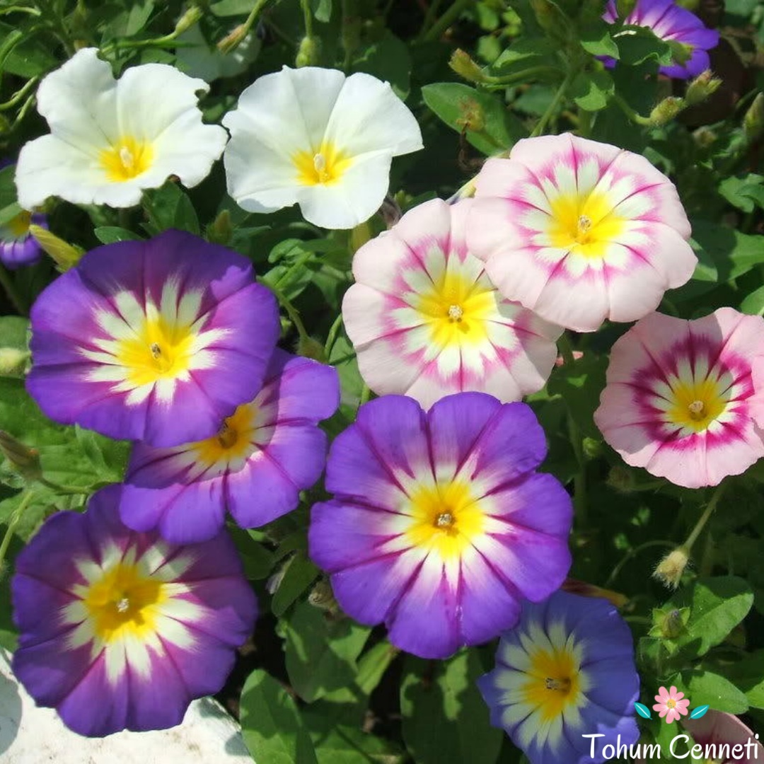 Bodur Gündüz Sefası Tohumu (20 Tohum)