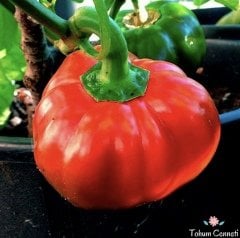 Geleneksel Peynir Biberi Tohumu (50 Tohum)