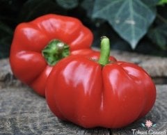 Geleneksel Peynir Biberi Tohumu (50 Tohum)