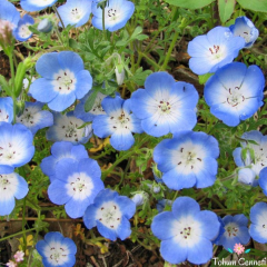 Mavi Özlem Çiçeği Tohumu (25 Tohum)