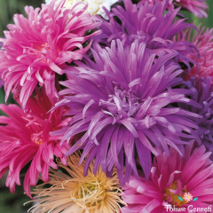 Karışık Renkli Kraliçe Papatya Tohumu (30 Tohum)