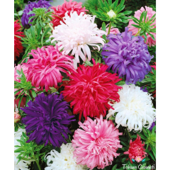 Karışık Renkli Kraliçe Papatya Tohumu (30 Tohum)