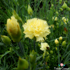 Sarı Renkli Karanfil Çiçeği Tohumu (50 Tohum)