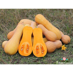 Geleneksel Waltham Balkabağı Tohumu (5 Tohum)